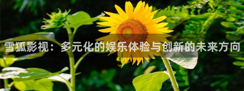 晴天影视下载正版免费观看电视剧